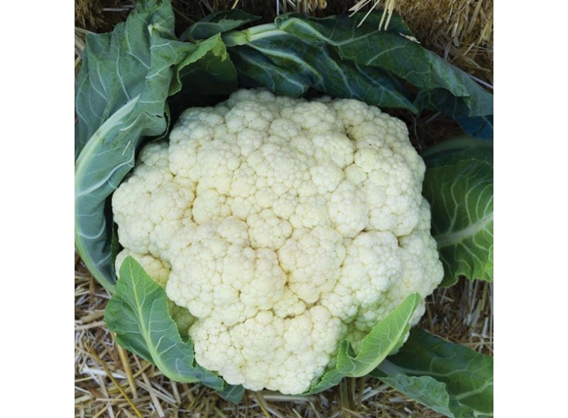 Fulmine F1 - насіння цвітної капусти, 1000 нас., Cora Seeds Fulmine F1 - насіння цвітної капусти, 1000 нас., Cora Seeds